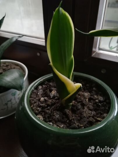 Сансевиерия сортовая