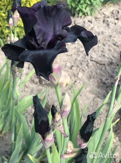 Ирис before the storm