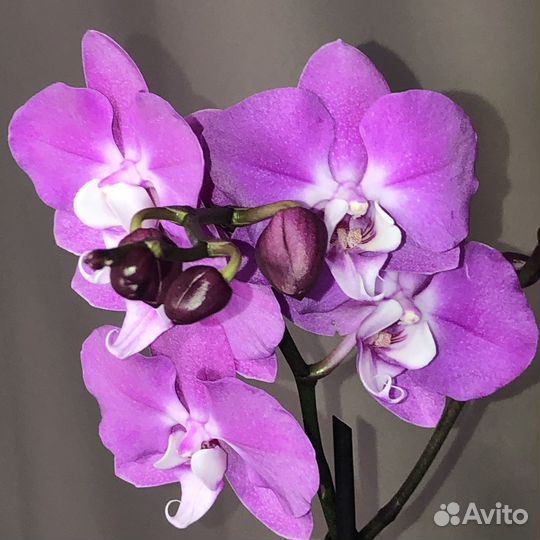 Орхидея фаленопсис Maro / Purple White Heart