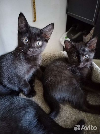 Котята шоколадного окраса