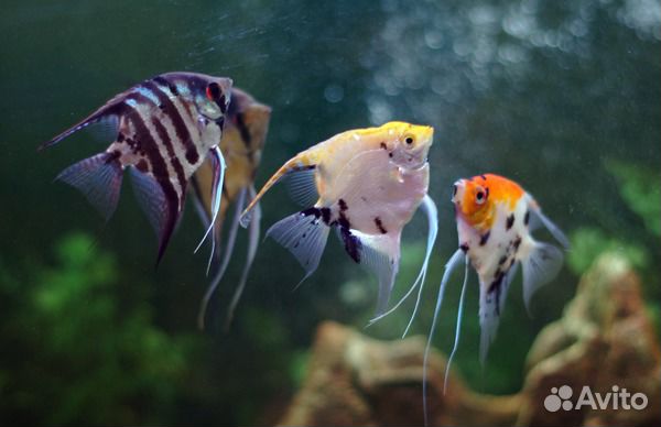 Скалярия. Аквариум. Фильтр. Сифон Компрессор Фон