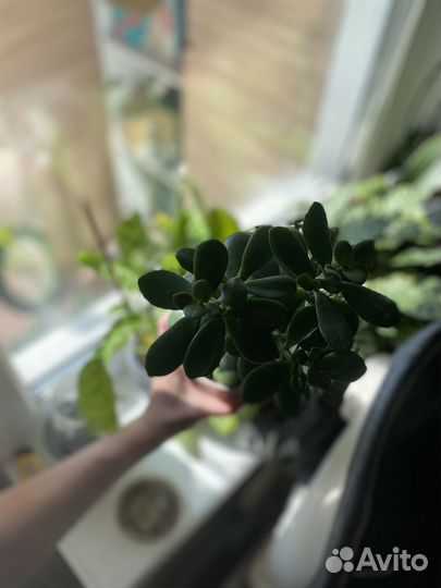 Толстянка/ красула/ денежное дерево