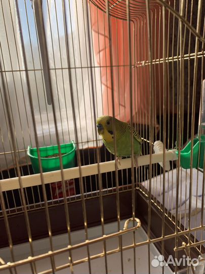 Волнистый попугай