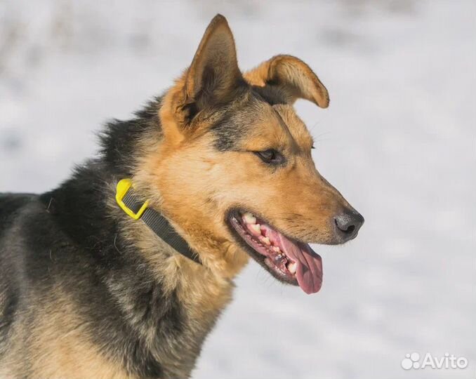 Собака из приюта в добрые руки