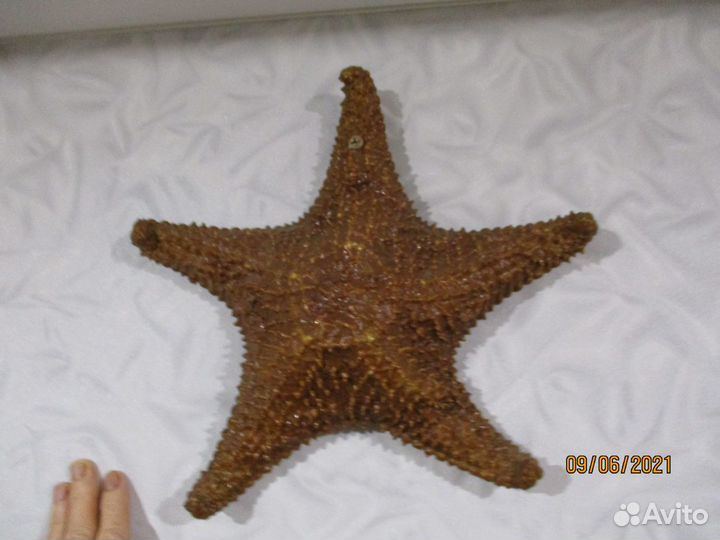 Морская звезда и ракушки с Кубы времён СССР