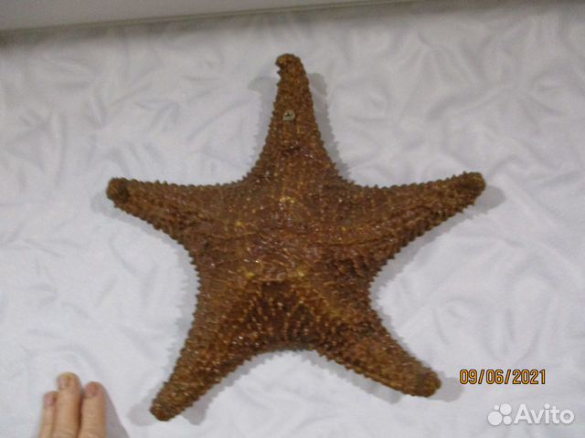 Морская звезда и ракушки с Кубы времён СССР