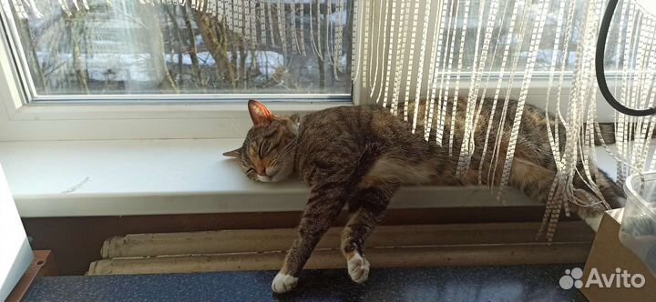 Отдам кошку в добрые руки