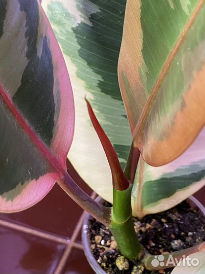 Фикус эластика Белис (укорененная верхушка)