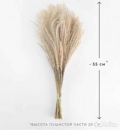 Пампасная трава Мискантус,Сухоцветы для декора