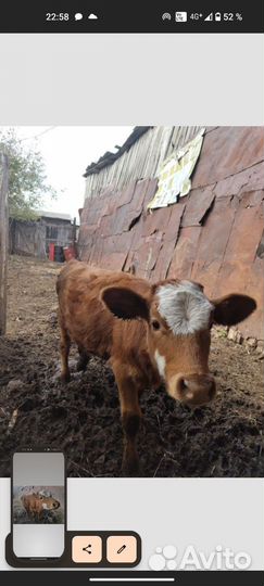 Телочка 4 месяца