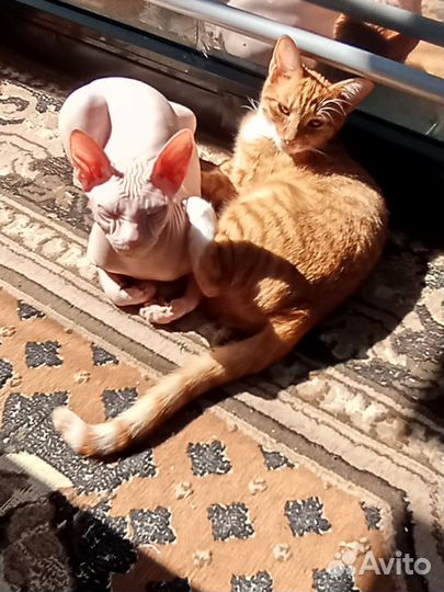 Передержка грызунов, кошек