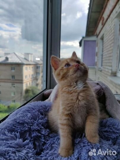 Персик в добрые руки