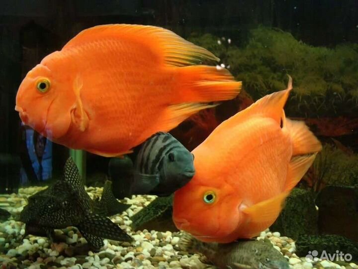 Аквариумная рыба попугай красный