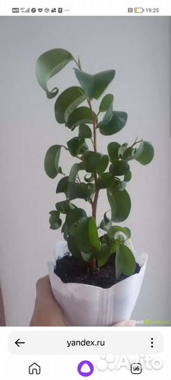 Фикус Букле