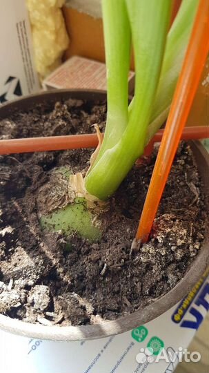 Индийский лук