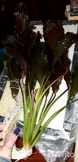 Бакопа и эхинодорус