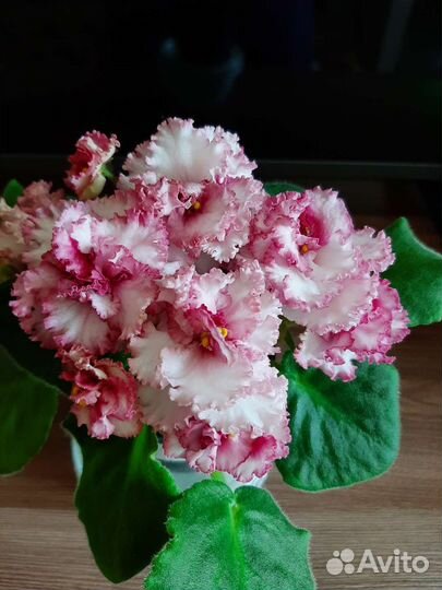 Детки сортовых фиалок