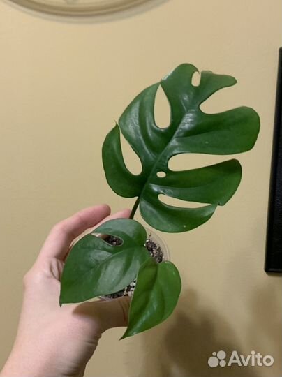 Монстера минима