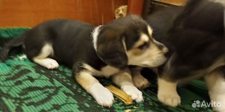 Отдаю даром щенки (мальчик и 2 девочки)
