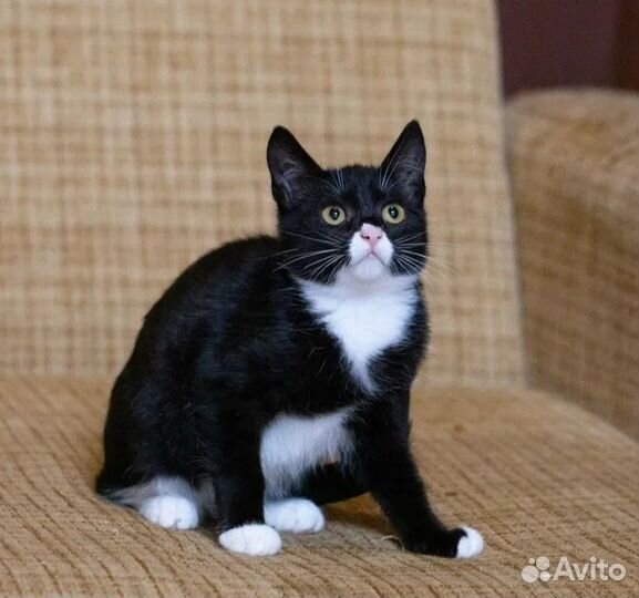 Невероятная и нереально красивая Бони