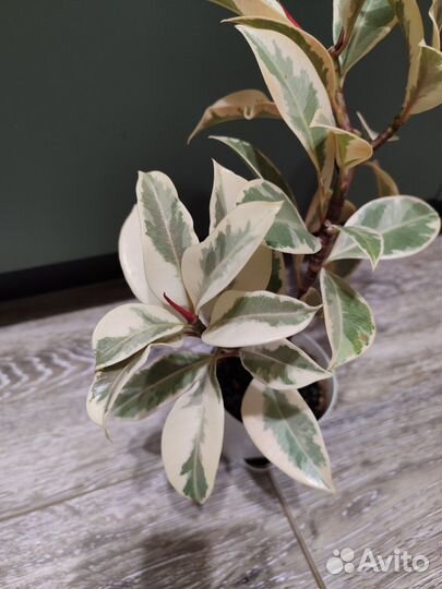 Фикус мелани вариегатный