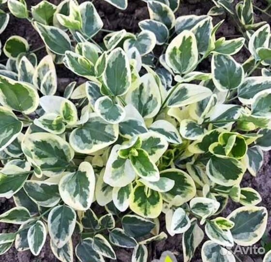 Барвинок вариегатный