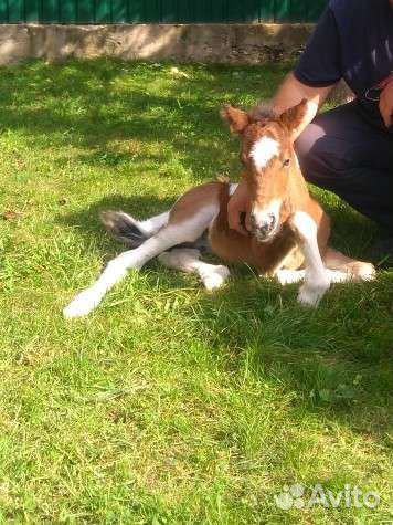 Пони на случку