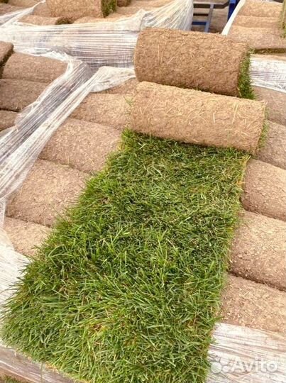 Рулонный газон