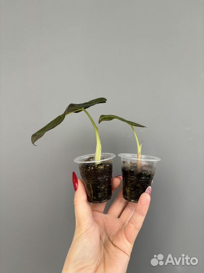 Алоказия регал шилдс