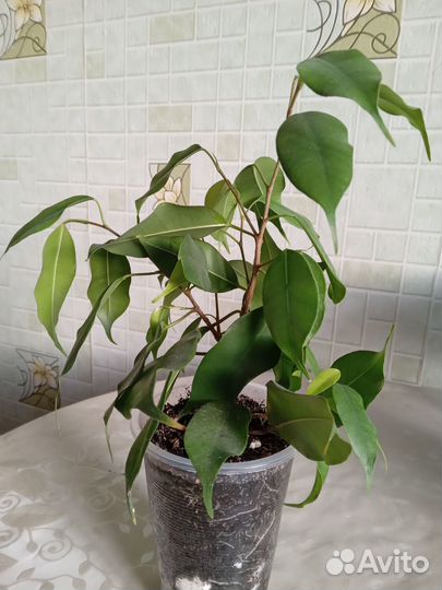 Фикус бенджамина