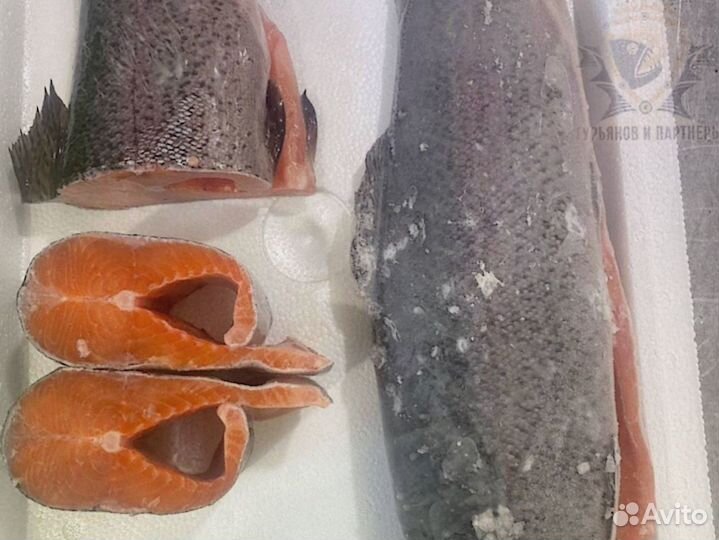 Форель килька обрезь лосося скумбрия горбуша опт
