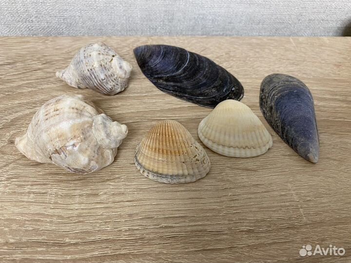 Ракушки маленькие