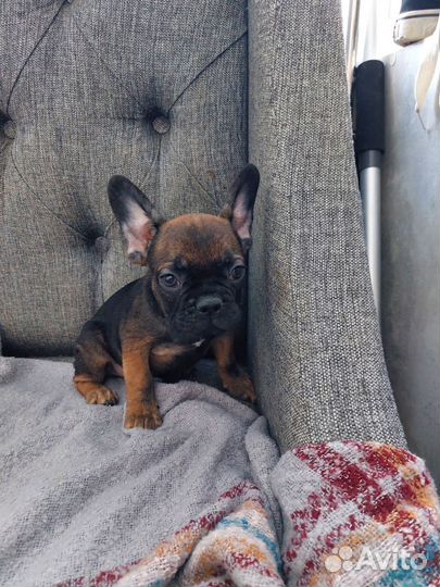 Щенки франзуского бульдога