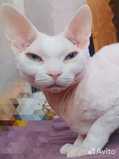 Девон-рекс вязка