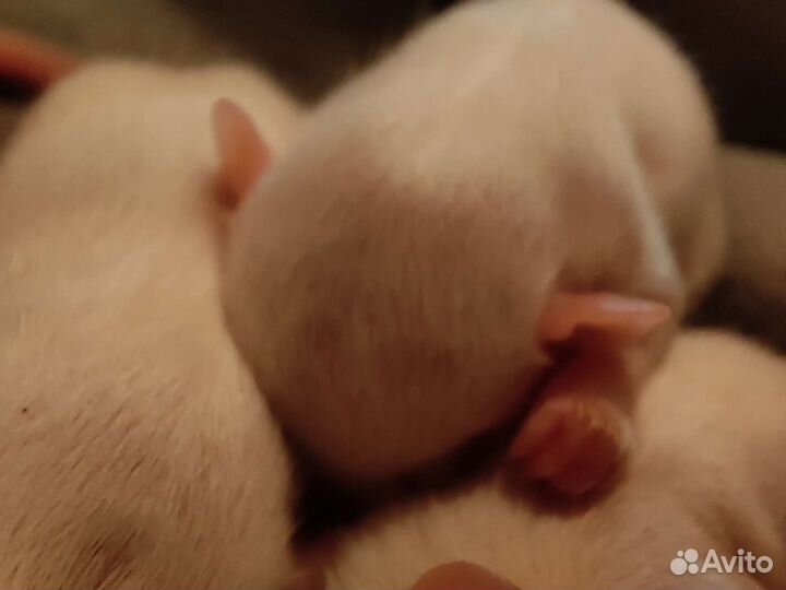 Крысята дамбо