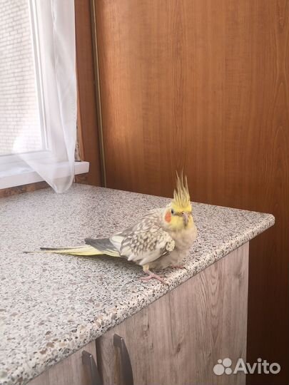 Попугай корелла