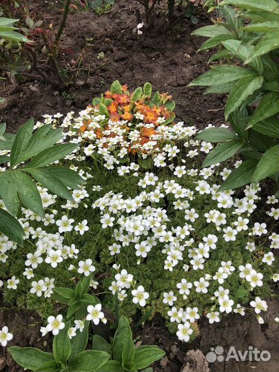 Камнеломка