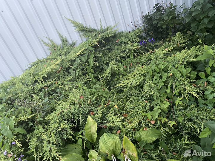 Можжевельник большой куст