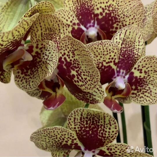 Орхидея Чармер с Цветоносом