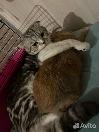 Шотландский кот вязка