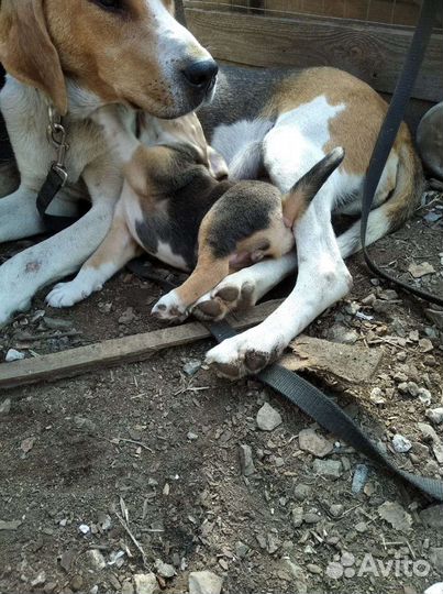 Щенки русской гончей