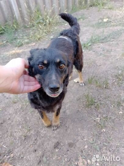 Собака в добрые руки