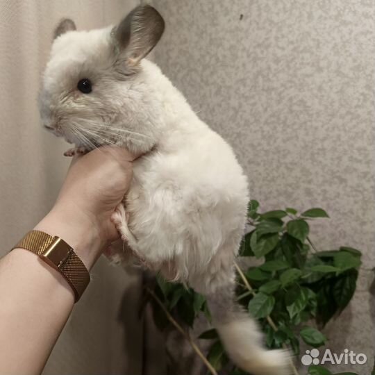 Шиншилла