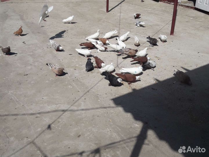 Прадаю голубей