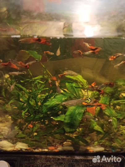 Аквариумные рыбки гуппи бесплатно