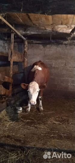 Тёлочка на племя сементалка возраст 1год