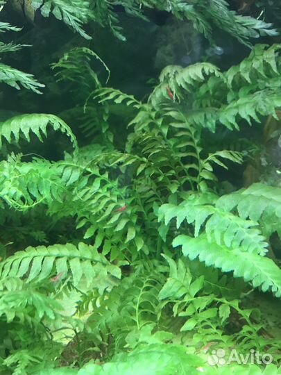 Редкий папоротник и мох(Болбитис мини)