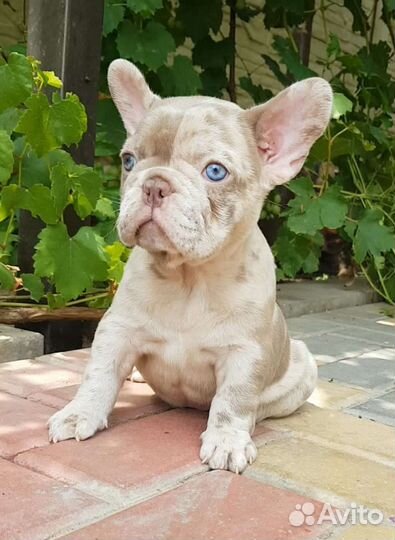 Французский бульдог в программу нью шейд