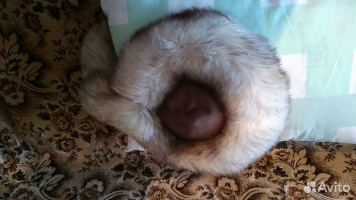 Шапка из песца с хвостом (новая)