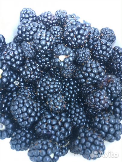 Саженцы ежевики Агавам